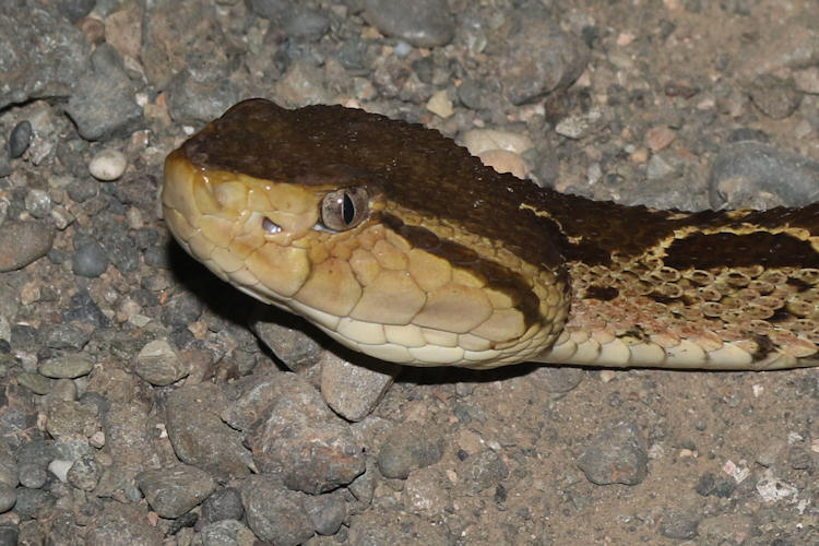 Bothrops asper