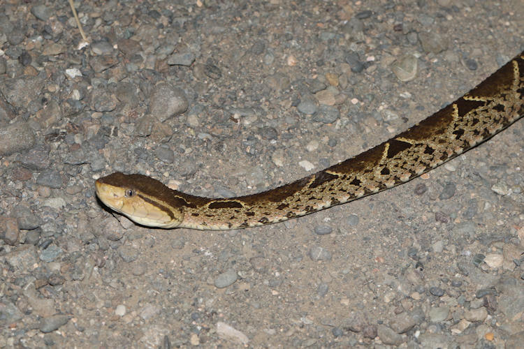 Bothrops asper