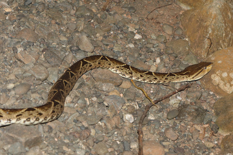 Bothrops asper