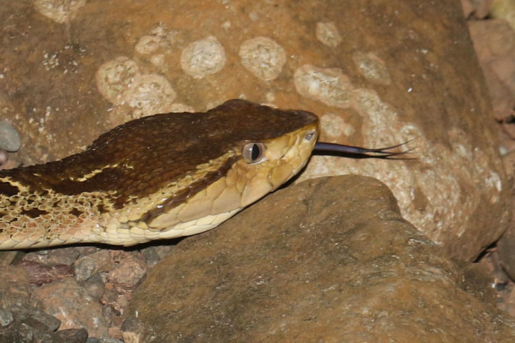 Bothrops asper