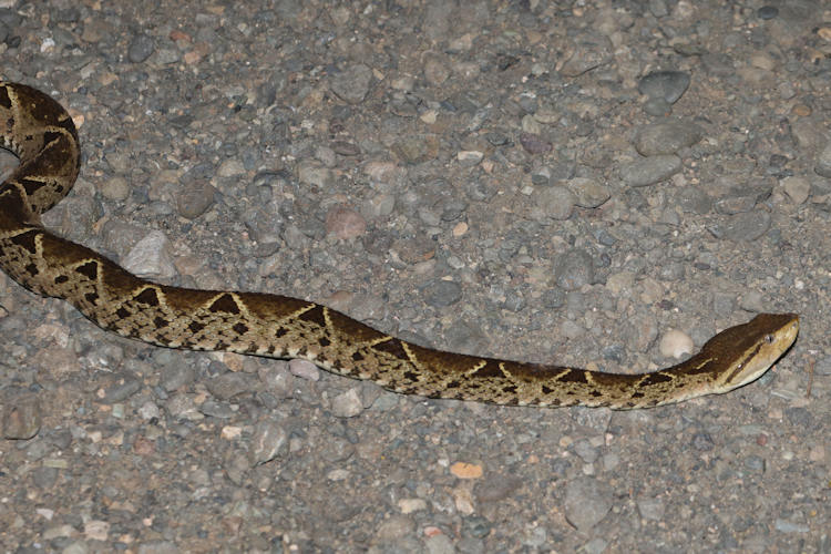 Bothrops asper