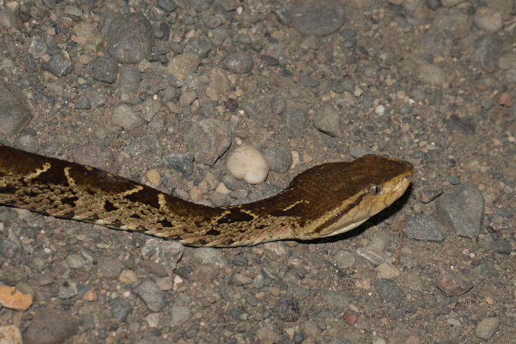 Bothrops asper