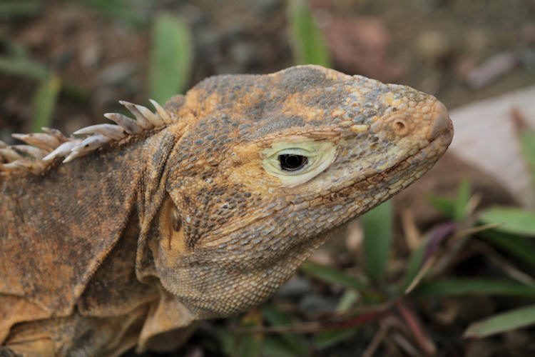 Ctenosaura similis