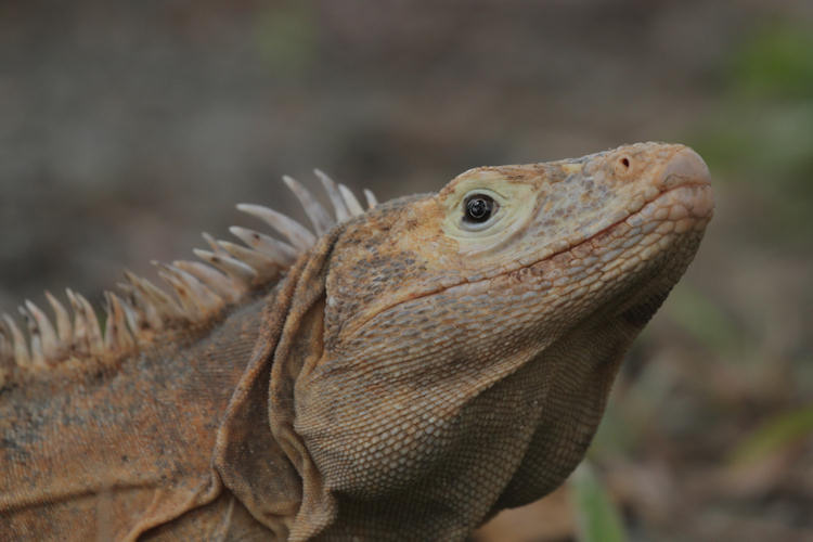 Ctenosaura similis