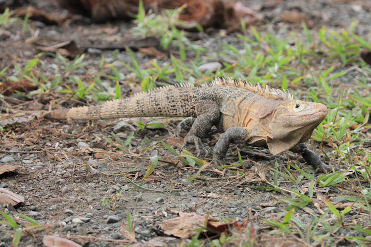 Ctenosaura similis