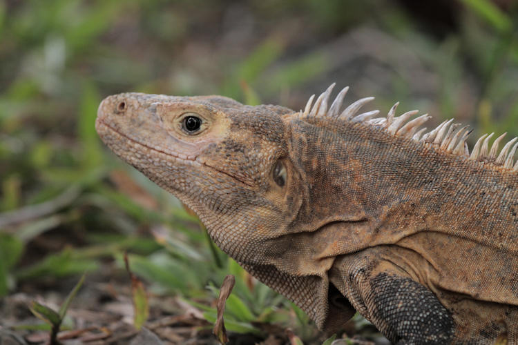 Ctenosaura similis