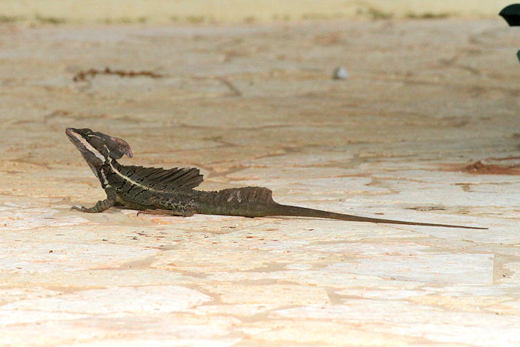 Basiliscus basiliscus