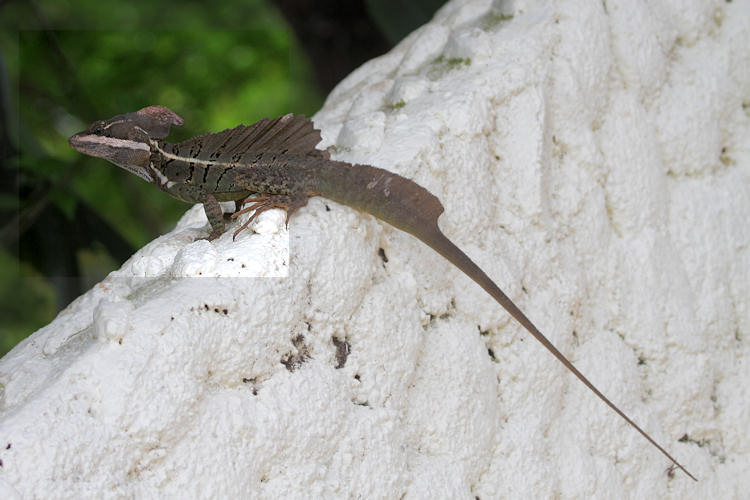 Basiliscus basiliscus