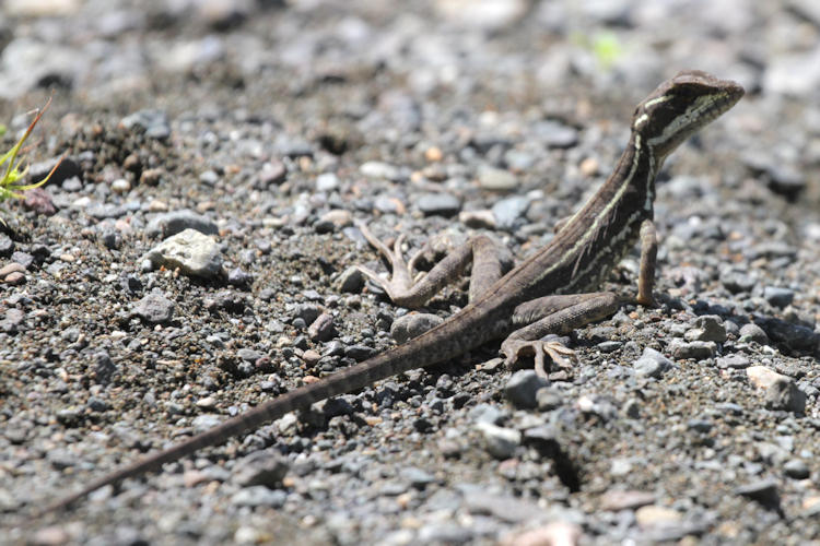 Basiliscus basiliscus