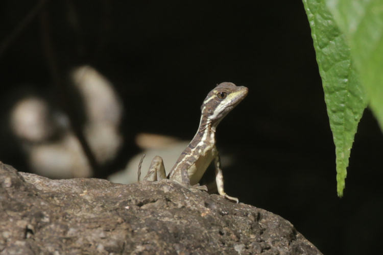 Basiliscus basiliscus