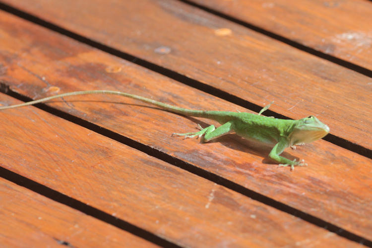 Anolis biporcatus