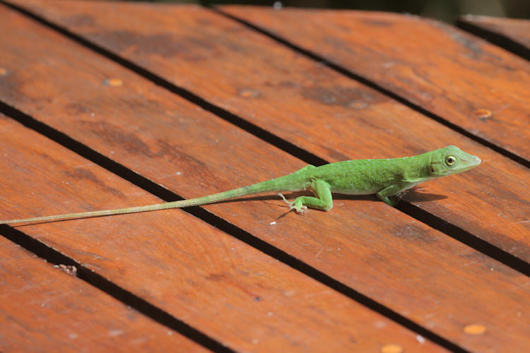 Anolis biporcatus