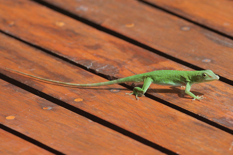 Anolis biporcatus