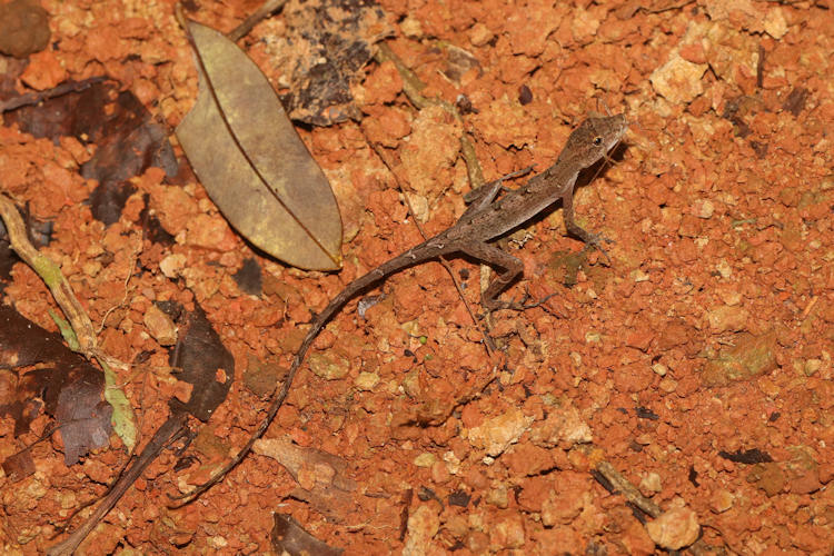 Anolis lemurinus