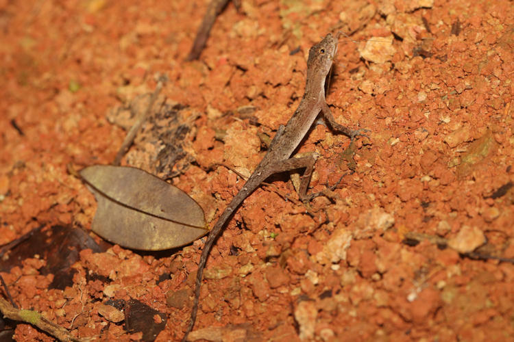 Anolis lemurinus