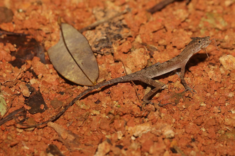 Anolis lemurinus