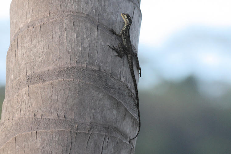 Basiliscus basiliscus