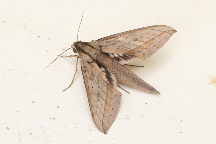 Xylophanes anubus