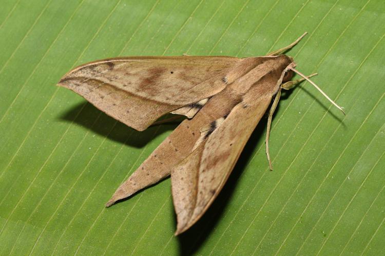 Xylophanes anubus