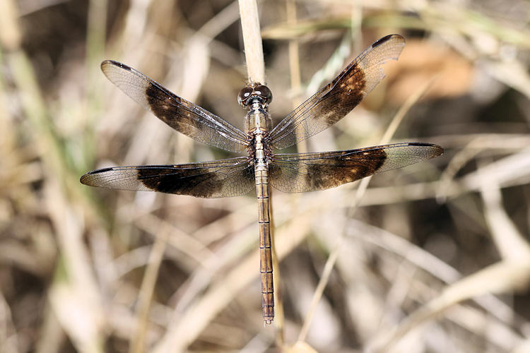 Erythrodiplax funerea