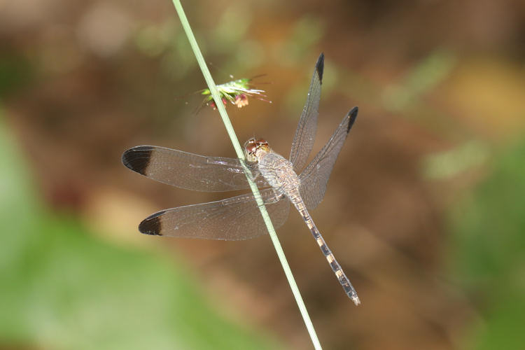 Passiflora vitifolia