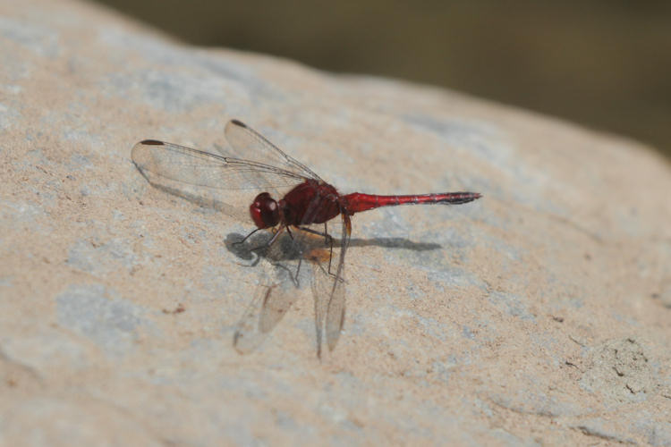 Erythrodiplax fusca