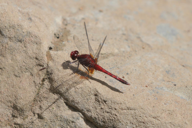 Erythrodiplax fusca