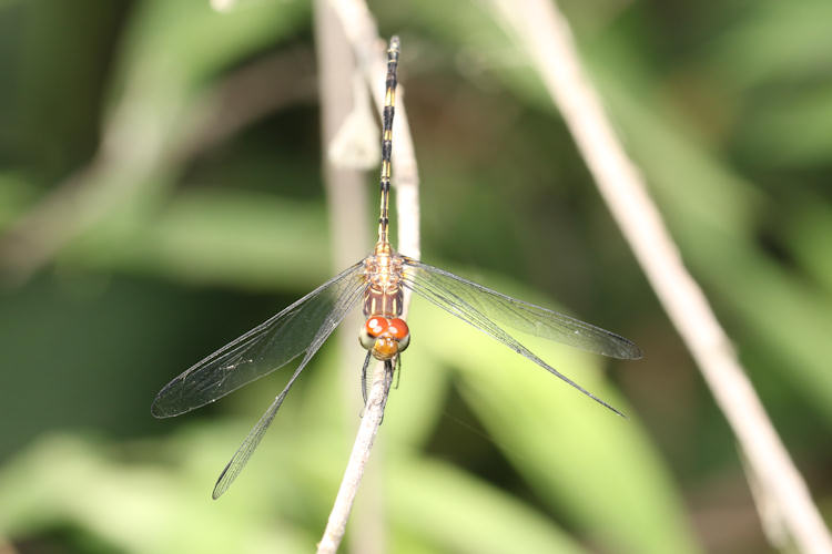 Dythemis sterilis