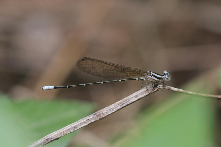 Argia pulla