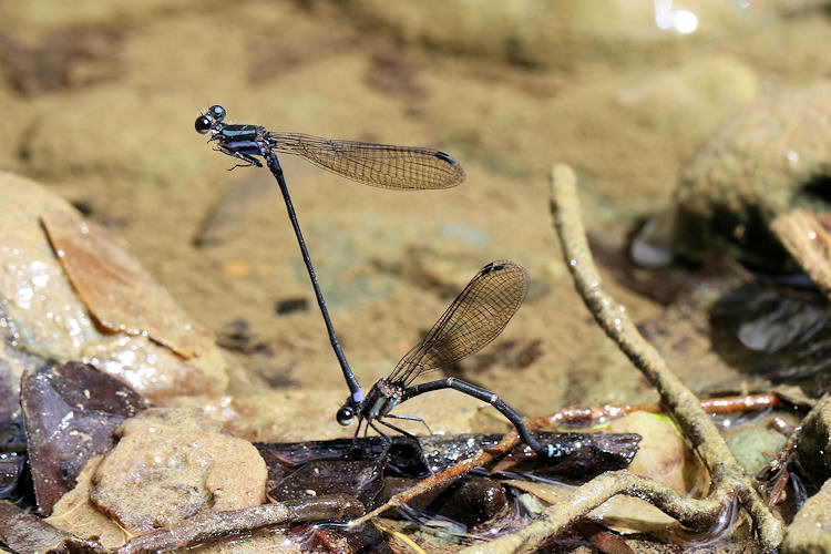 Argia indicatrix