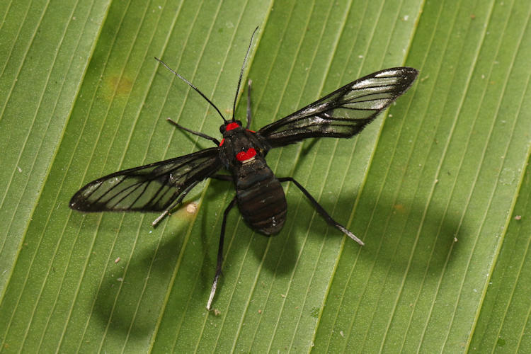 Chrostosoma destricta