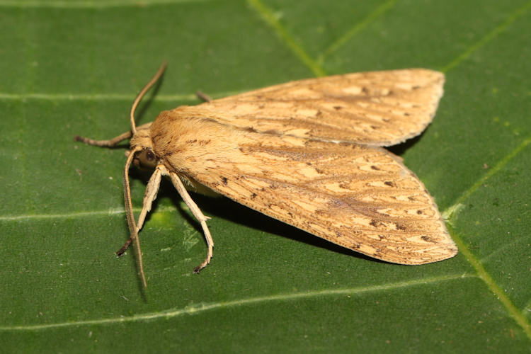 Leucanopsis cedon