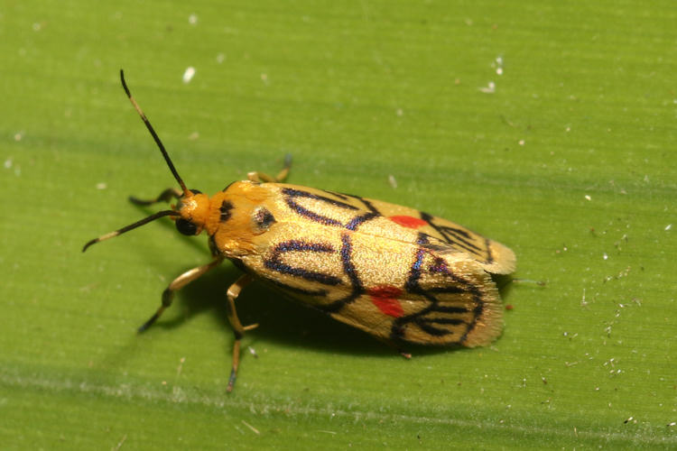 Prepiella aurea