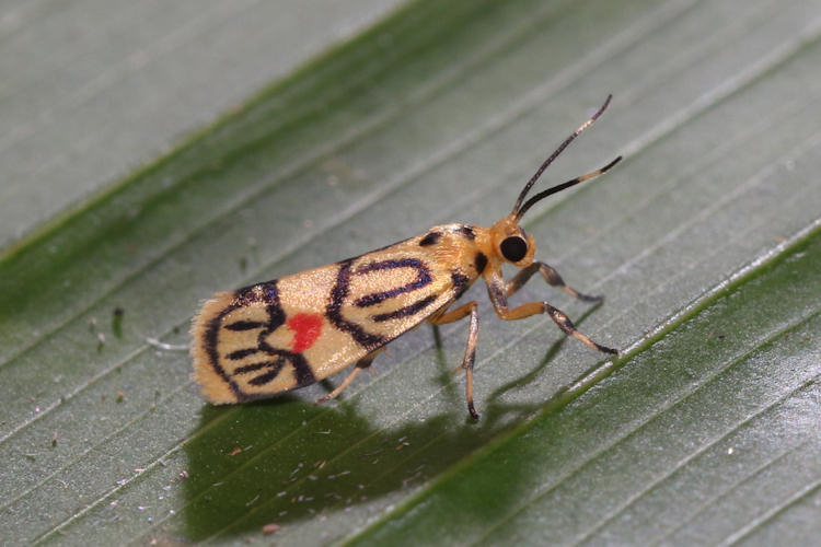 Prepiella aurea