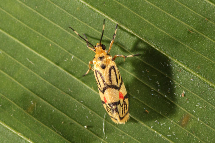 Prepiella aurea