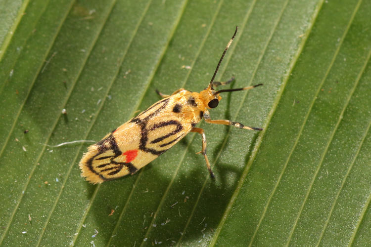 Prepiella aurea