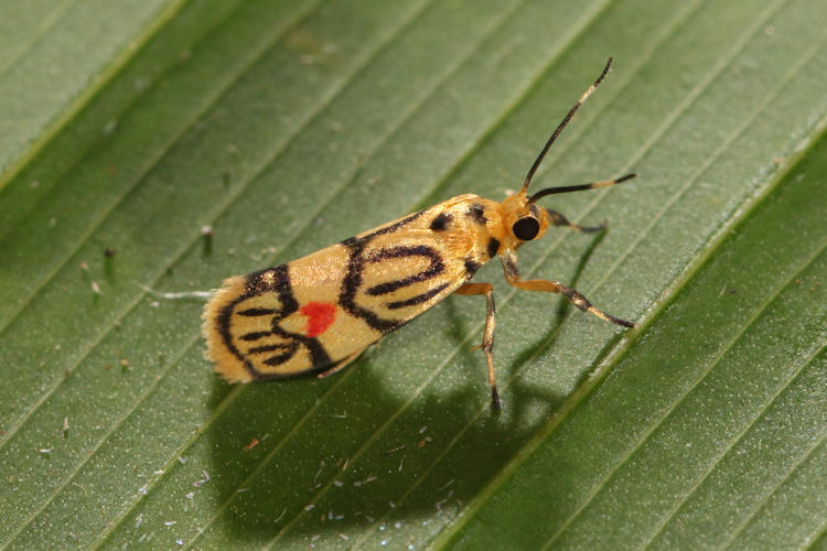 Prepiella aurea