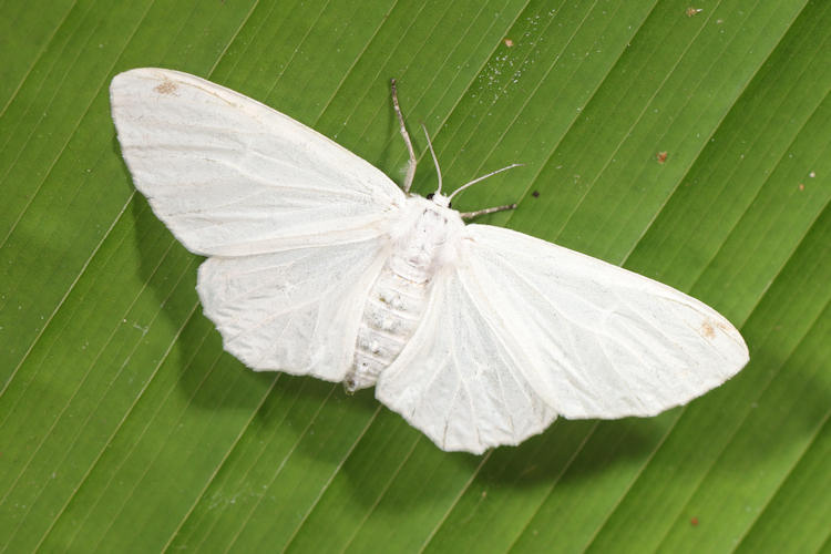 Arctiidae sp.07