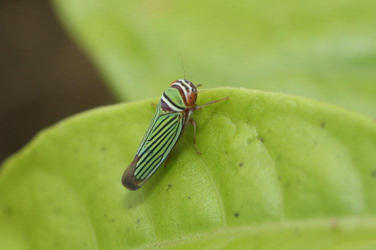 Passiflora vitifolia