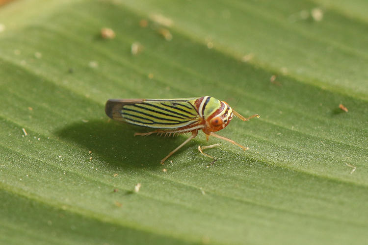 Tylozygus fasciatus