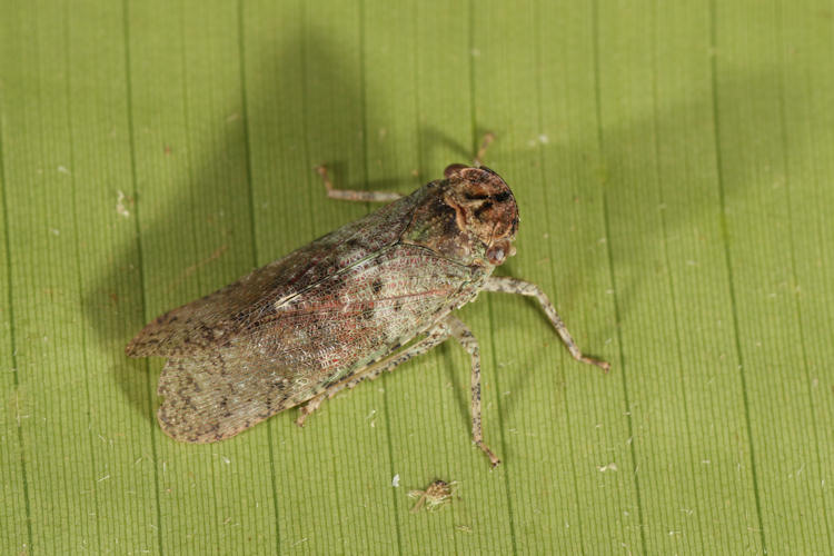 Calyptoproctus elegans