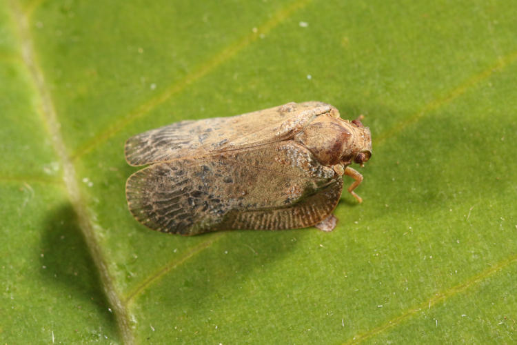 Flatidae sp.06