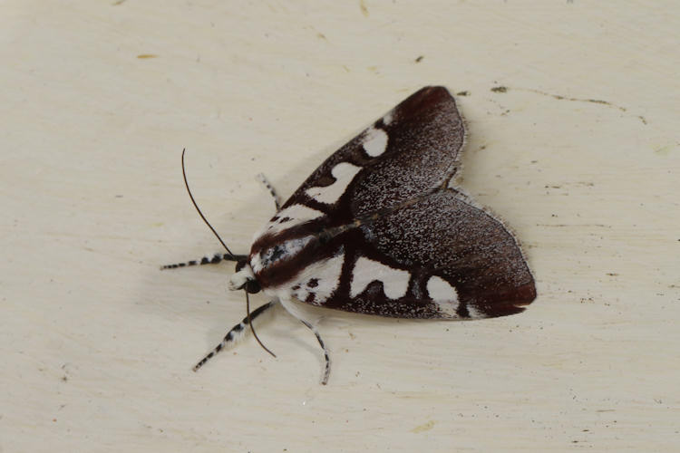 Neotuerta lycaon