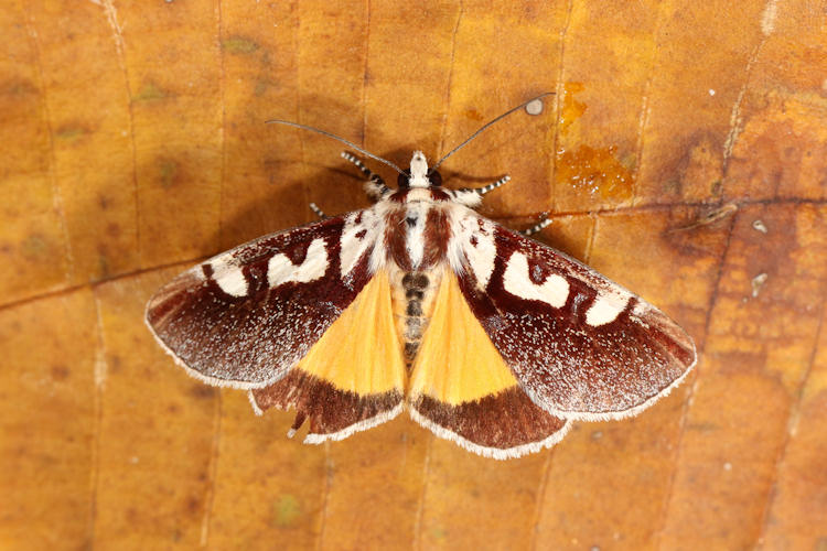 Neotuerta lycaon