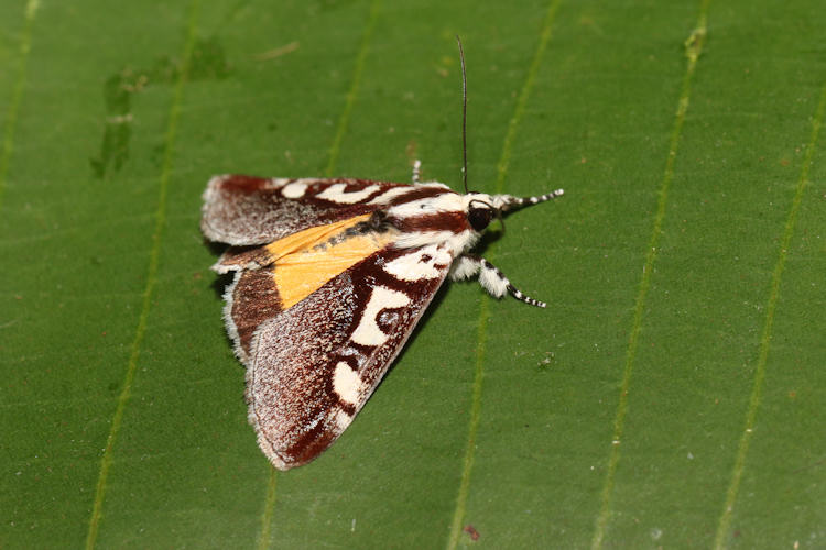 Neotuerta lycaon