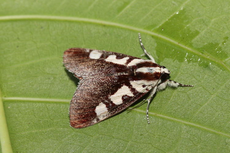 Neotuerta lycaon