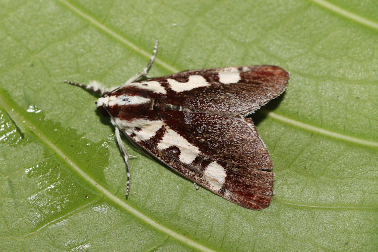 Neotuerta lycaon