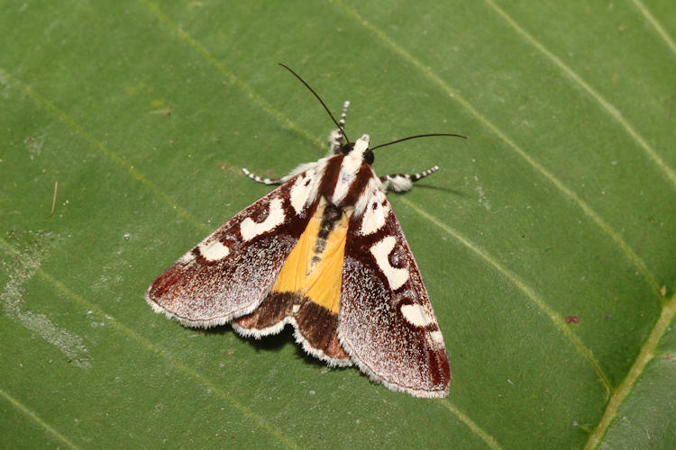 Neotuerta lycaon