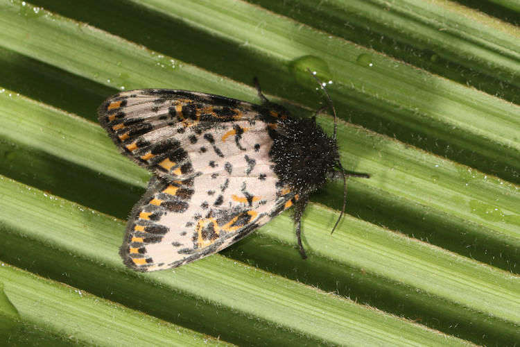 Xanthopastis timais