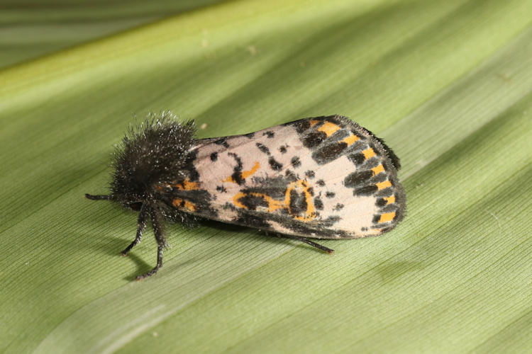 Xanthopastis timais